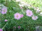 Montpellier pink (Dianthus monspessulanus)